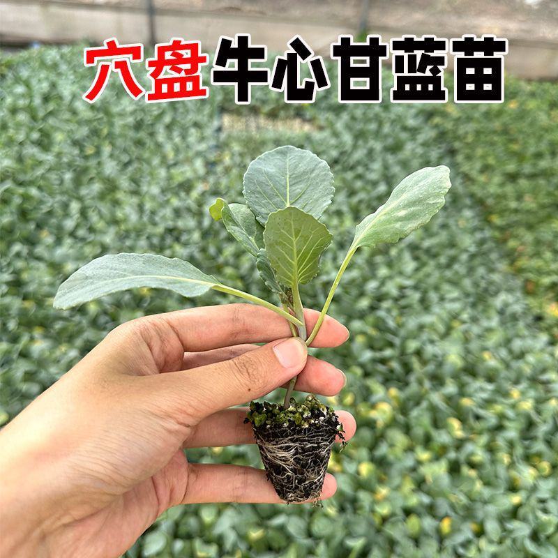 牛心甘蓝苗尖包苗穴盘带土全国发货