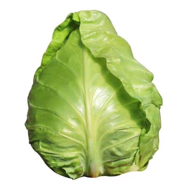 牛心甘蓝苗尖包苗穴盘带土全国发货