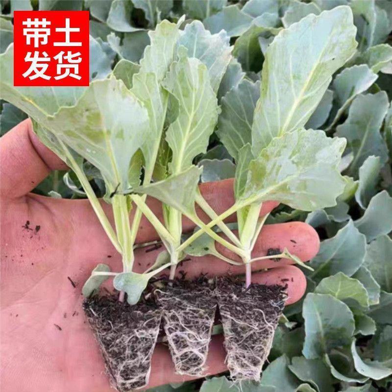 牛心甘蓝苗尖包苗穴盘带土全国发货