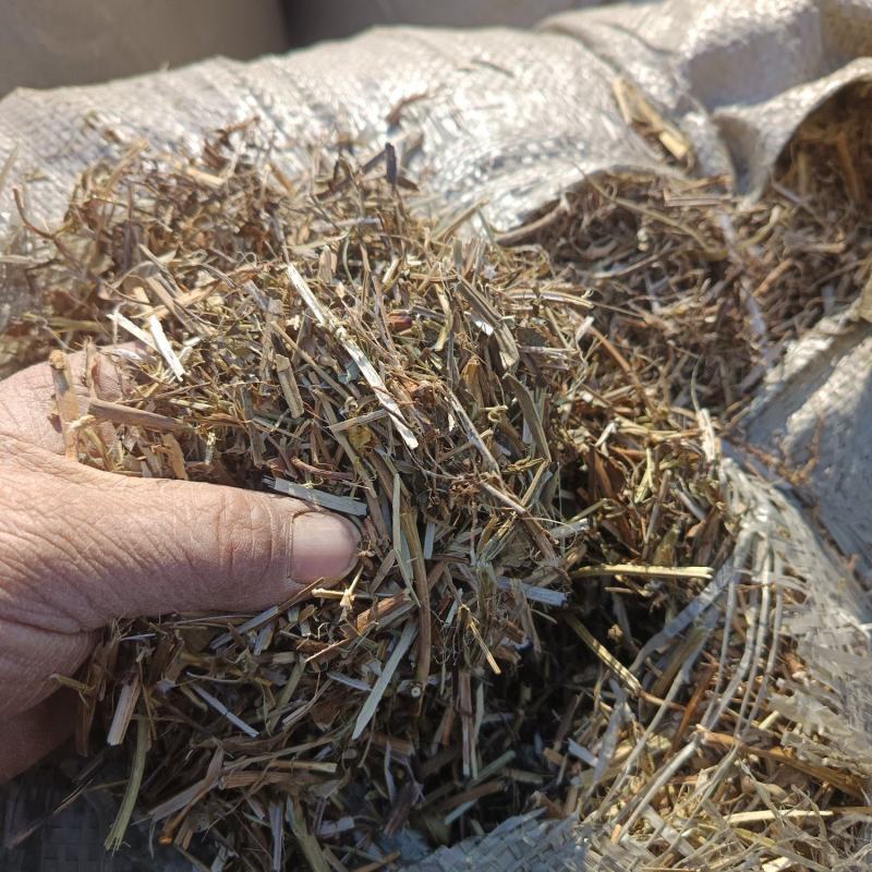 山东菏泽曹县花生秧自家一手货源货量大干度好无土无膜杂质少