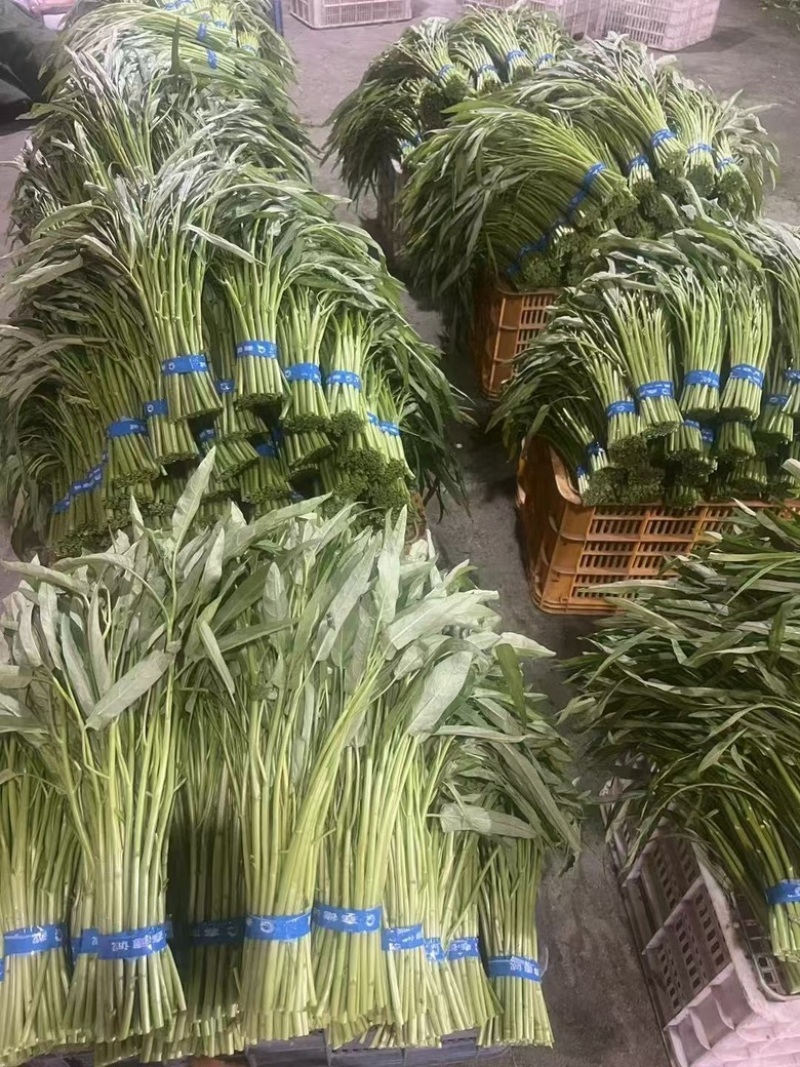 青根空心菜