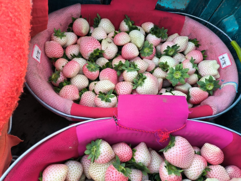 【下架】宁玉，妙香草莓精品新鲜草莓批发有量