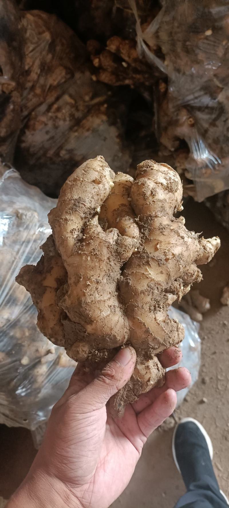 推荐安徽大黄姜现货出售质量保证