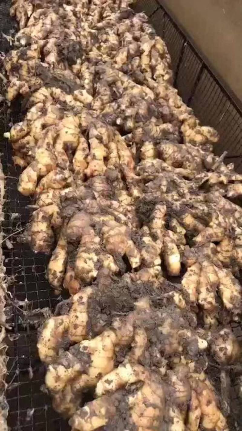 推荐安徽大黄姜现货出售质量保证