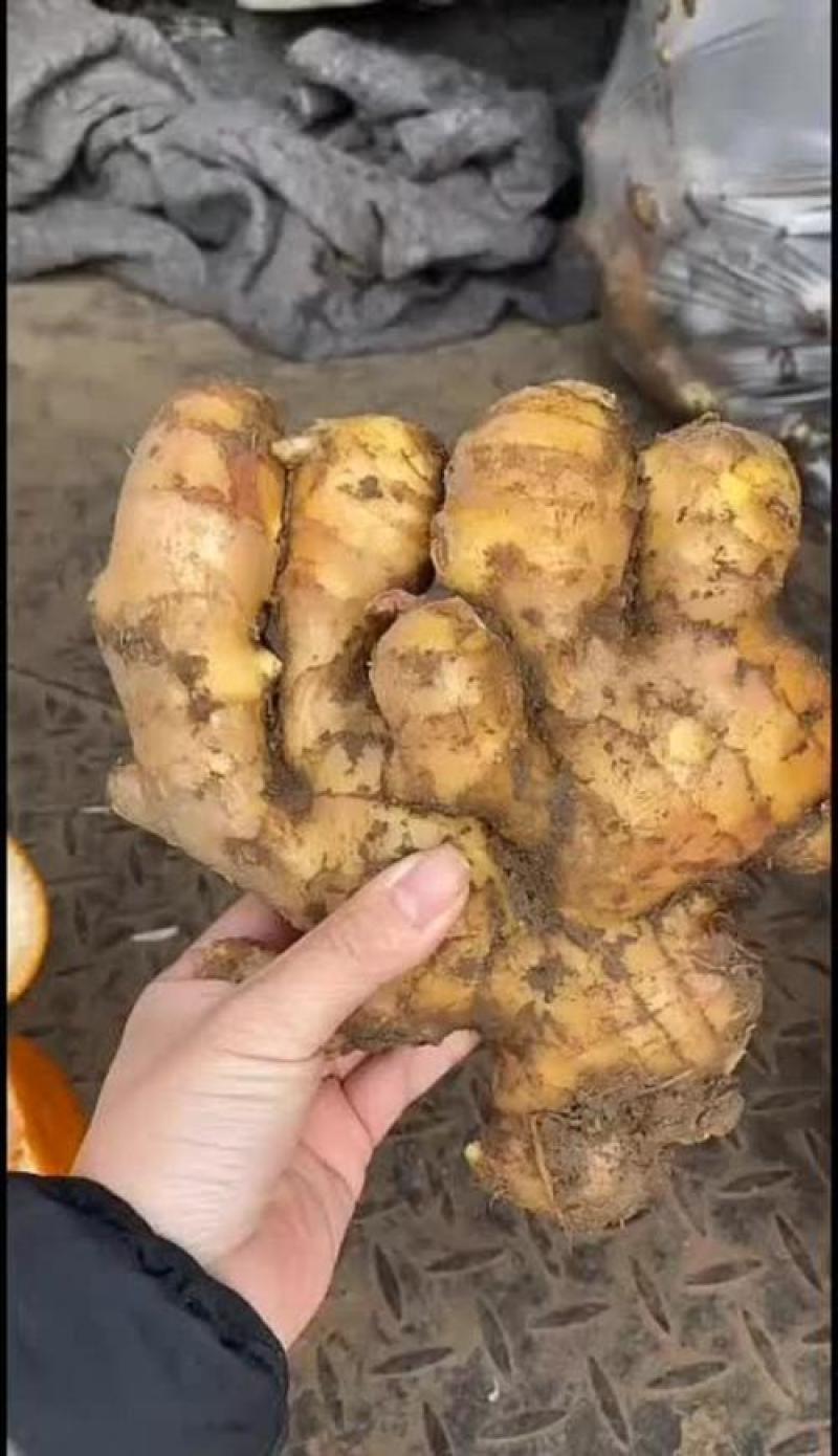 河南大黄姜保证质量对接批发商