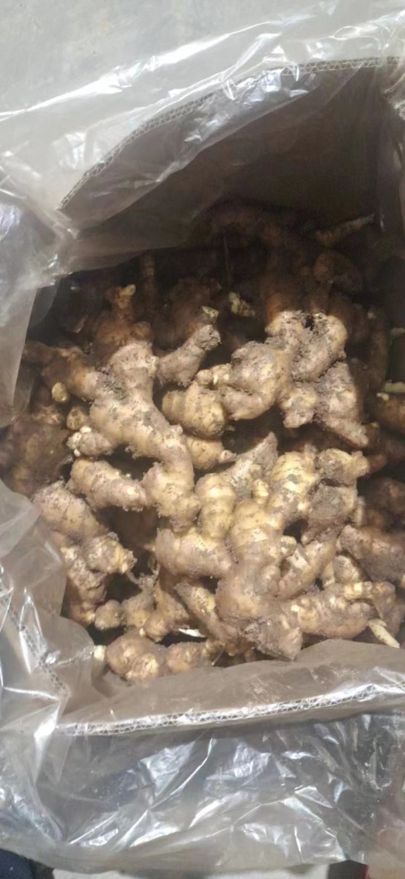 河南大黄姜保证质量对接批发商