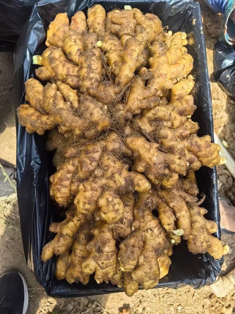 河南大黄姜保证质量对接批发商