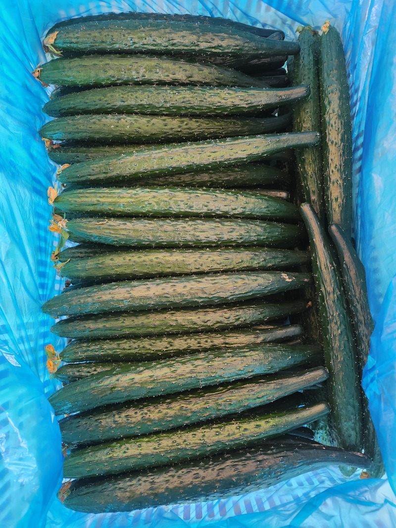 精品密次黄瓜