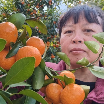 广东沙糖桔