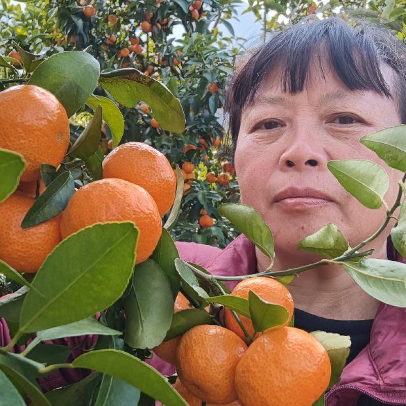 广东沙糖桔
