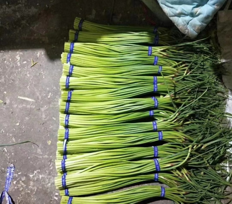 精品蒜苔产地批发保质保量大量供应一手货源