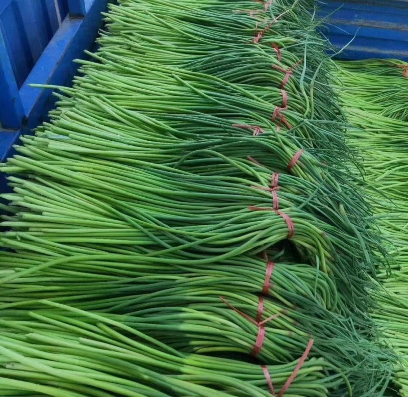 精品蒜苔产地批发保质保量大量供应一手货源