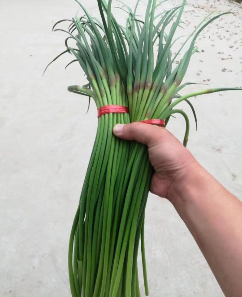 精品蒜苔产地批发保质保量大量供应一手货源