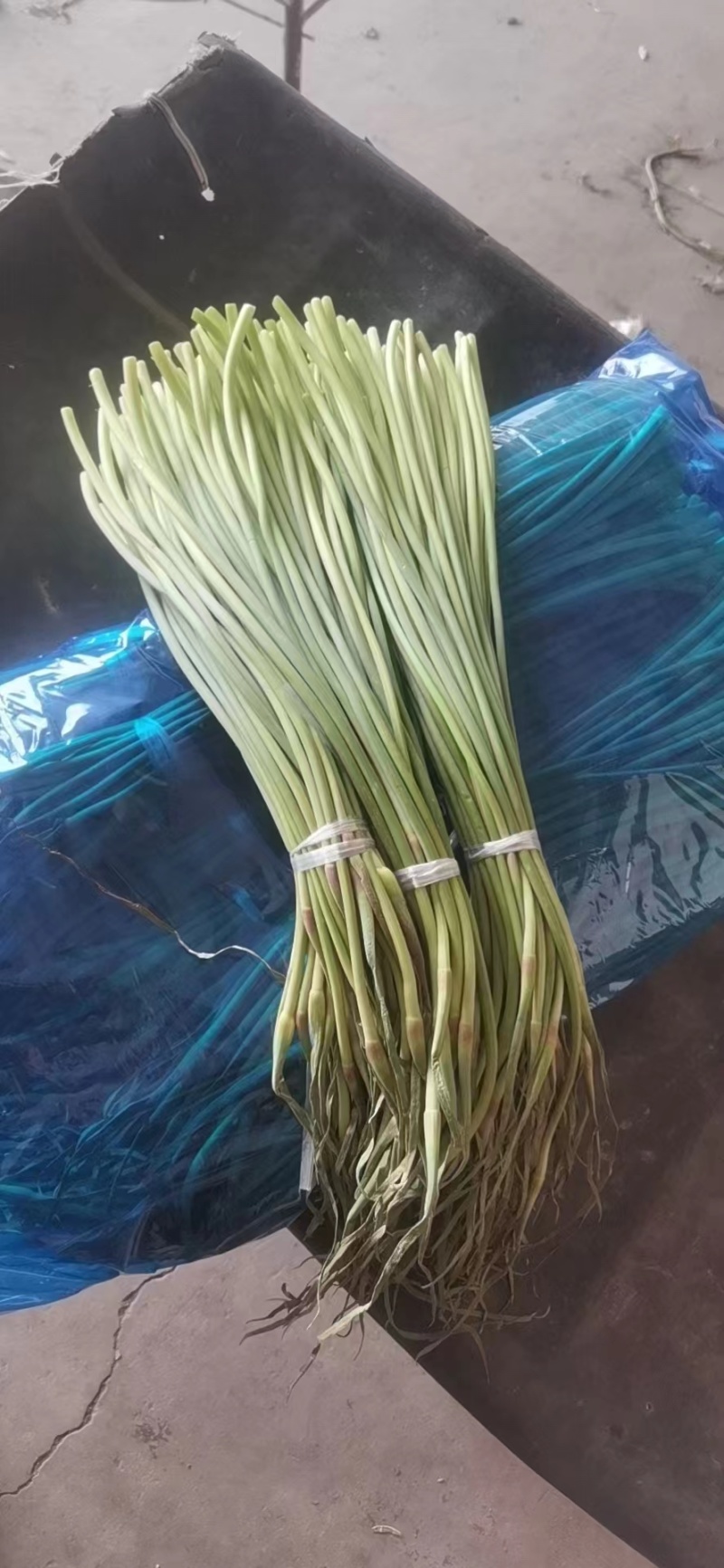 精品蒜苔产地批发保质保量大量供应一手货源