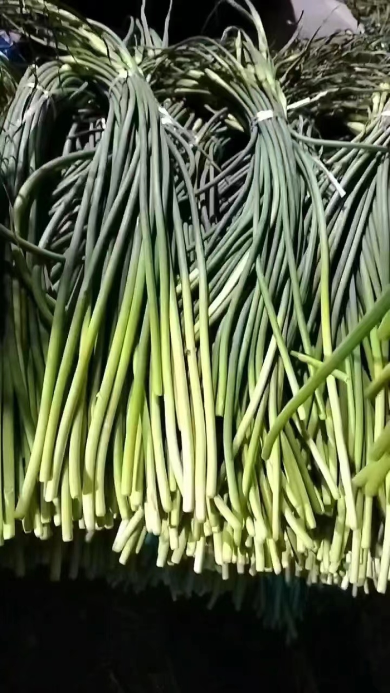 精品蒜苔产地批发保质保量大量供应一手货源