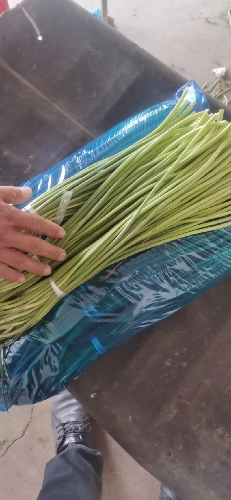 精品蒜苔产地批发保质保量大量供应一手货源