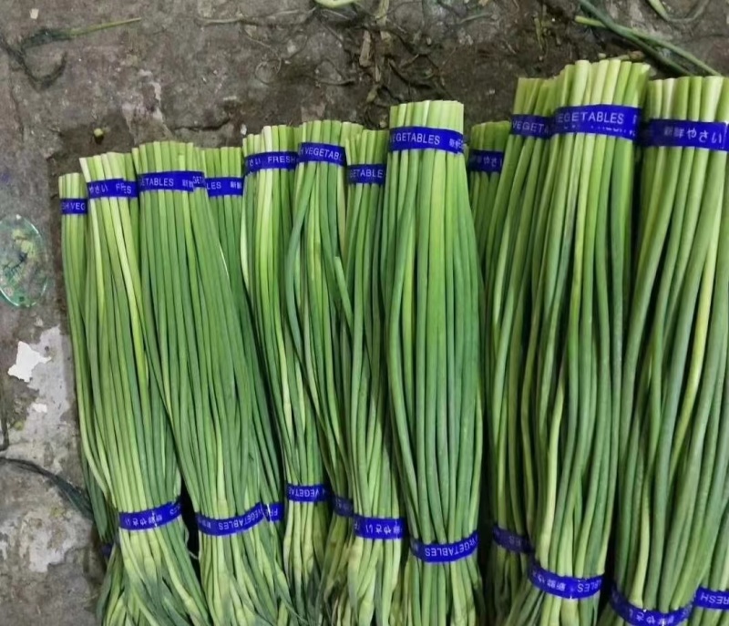 精品蒜苔产地批发保质保量大量供应一手货源