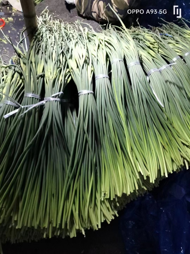 精品蒜苔产地批发保质保量大量供应一手货源