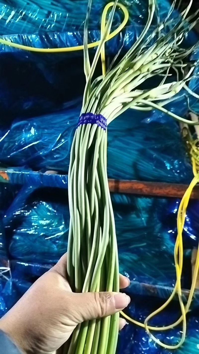 精品蒜苔产地批发保质保量大量供应一手货源