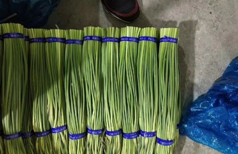 精品蒜苔产地批发保质保量大量供应一手货源