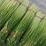 精品蒜苔产地批发保质保量大量供应一手货源