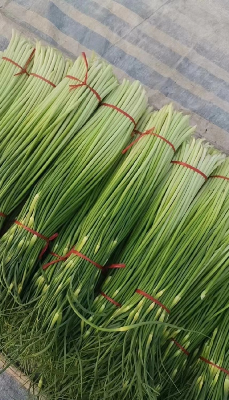 精品蒜苔产地批发保质保量大量供应一手货源