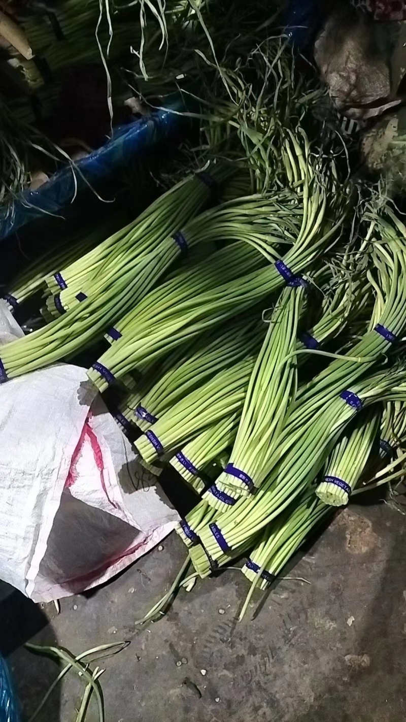 精品蒜苔产地批发保质保量大量供应一手货源