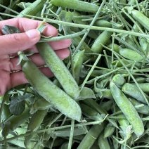 【水果豌豆】大量上市电商市场商超一首货源欢迎来电