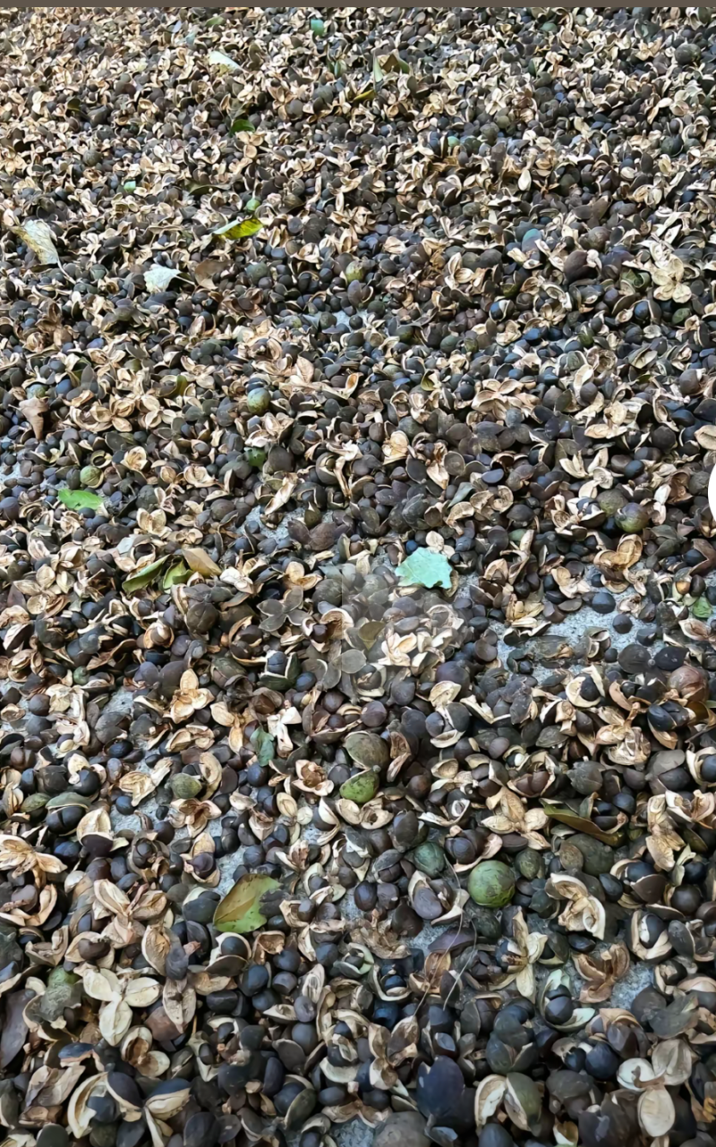 【牛商推荐】云南油茶籽/一手货源/量大优惠/全国发货/