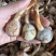 云南大中小青皮茨菇，大量上市价格稳定货源充足欢迎对接