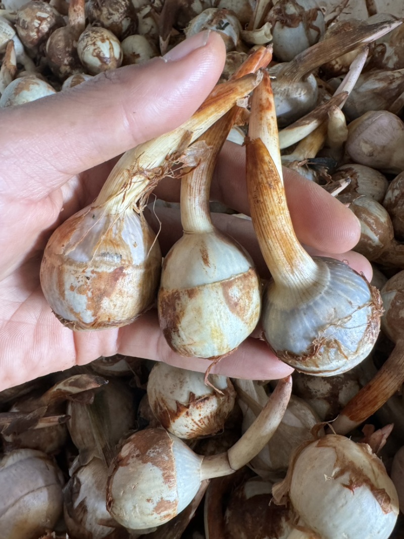 云南大中小青皮茨菇，大量上市价格稳定货源充足欢迎对接