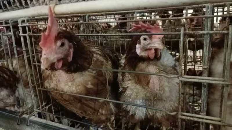【品质保证】淘汰老母鸡大量有货欢迎新老客户来电咨询