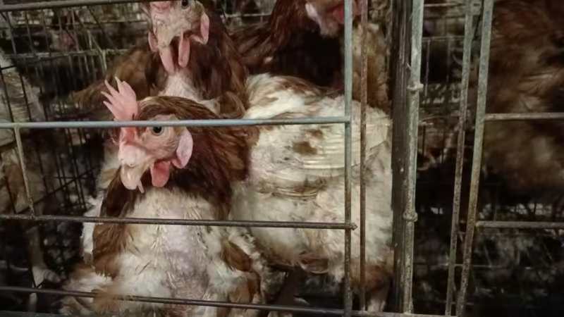 【品质保证】淘汰老母鸡大量有货欢迎新老客户来电咨询