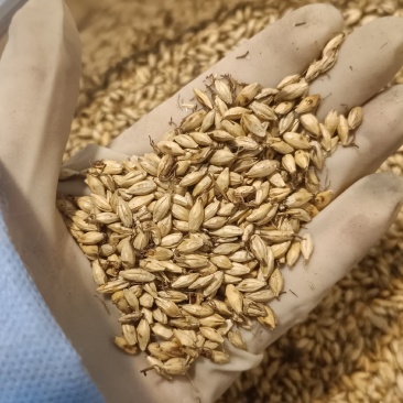 炒麦芽中药材炒麦芽新货净货