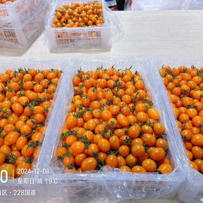 电白千禧圣女果，电商市场社区团购一件代发