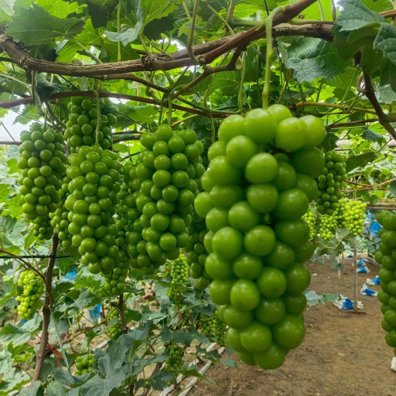 巨峰和阳光玫瑰葡萄