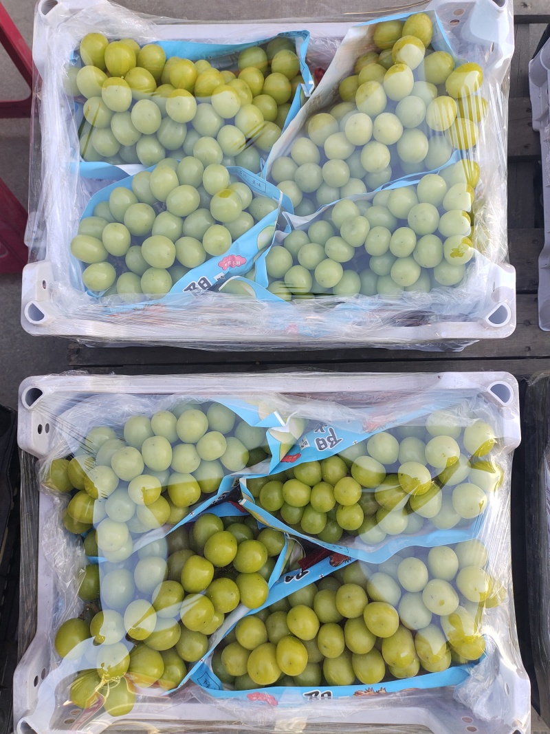 巨峰和阳光玫瑰葡萄