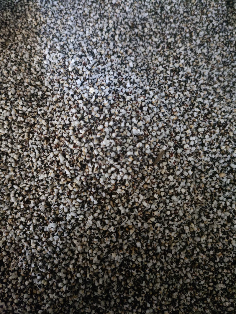 炒王不留行中药材王不留选货无杂质