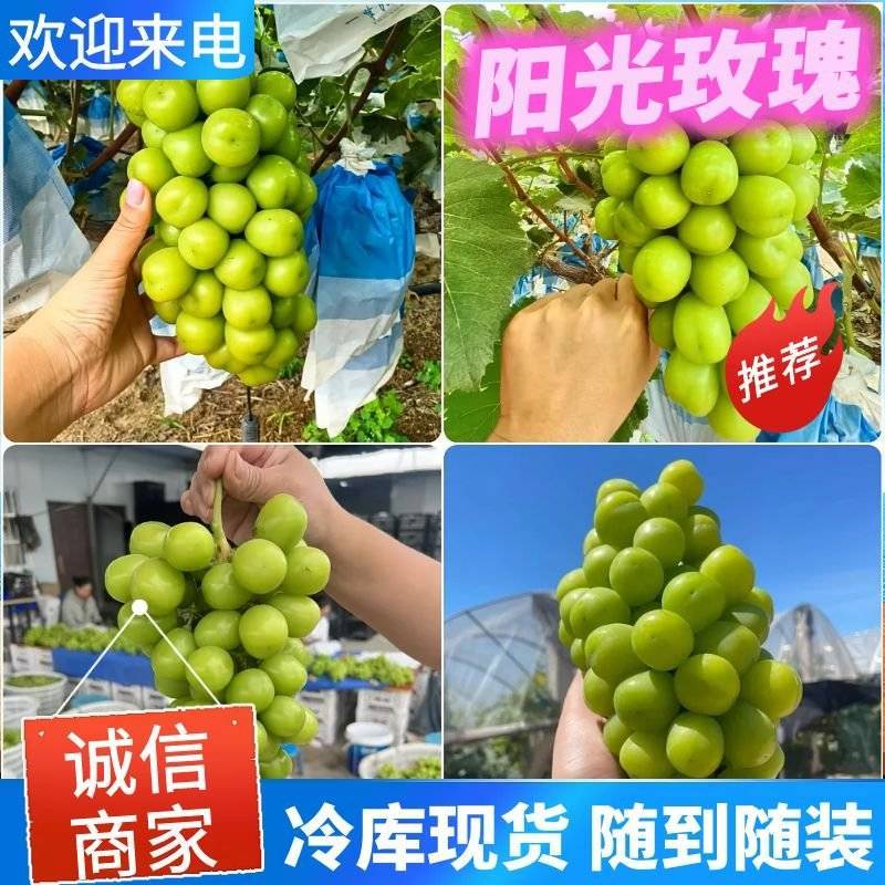 《现货随装》阳光玫瑰葡萄/晴王葡萄/基地现摘现发