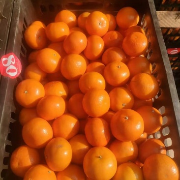 精品沃柑天天上货，颜色火红直接对接