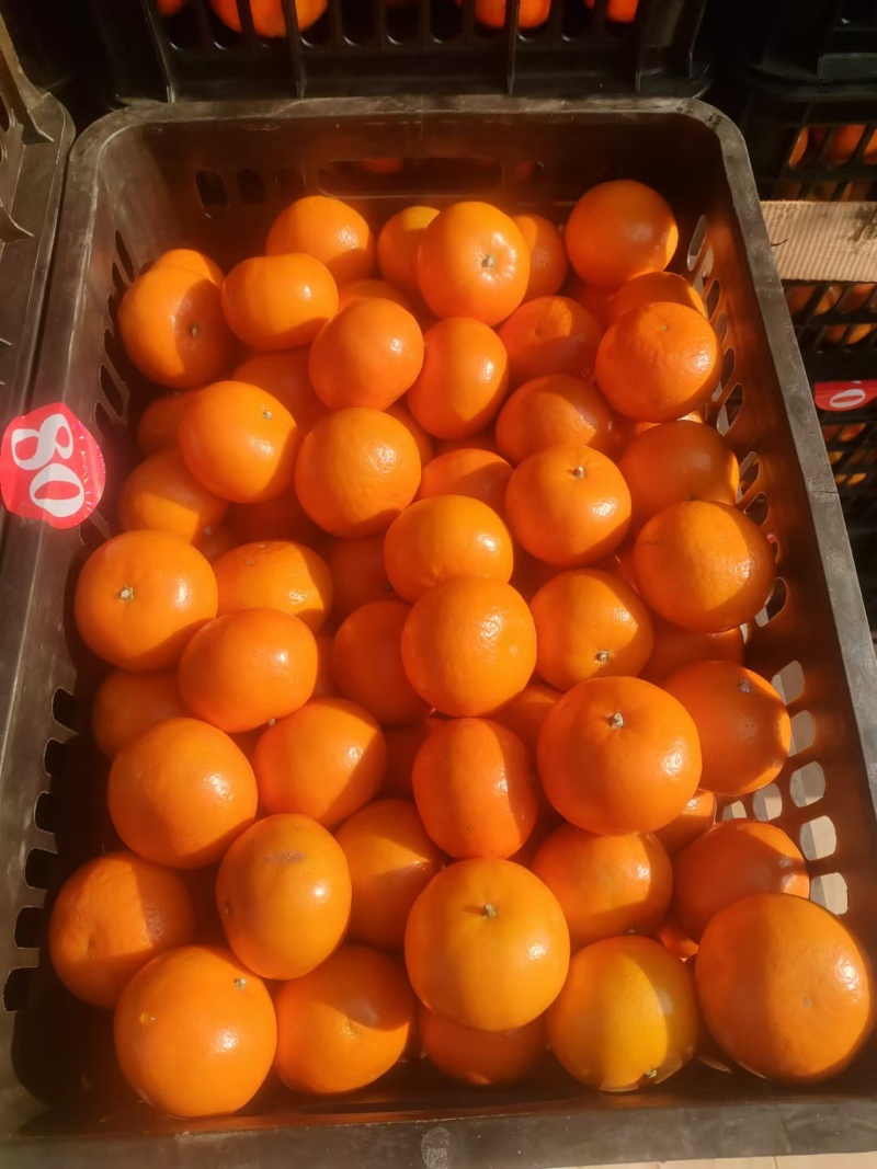 精品沃柑天天上货，颜色火红直接对接