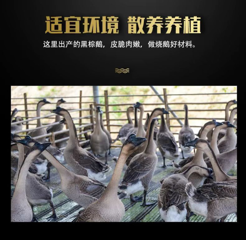 烧鹅味道正宗三十多年的顺德老师傅秘制配方制作新鲜烧制广式