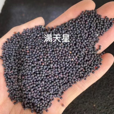 满天星种子厂家货源批发价格全国发货价格便宜欢迎下单咨询
