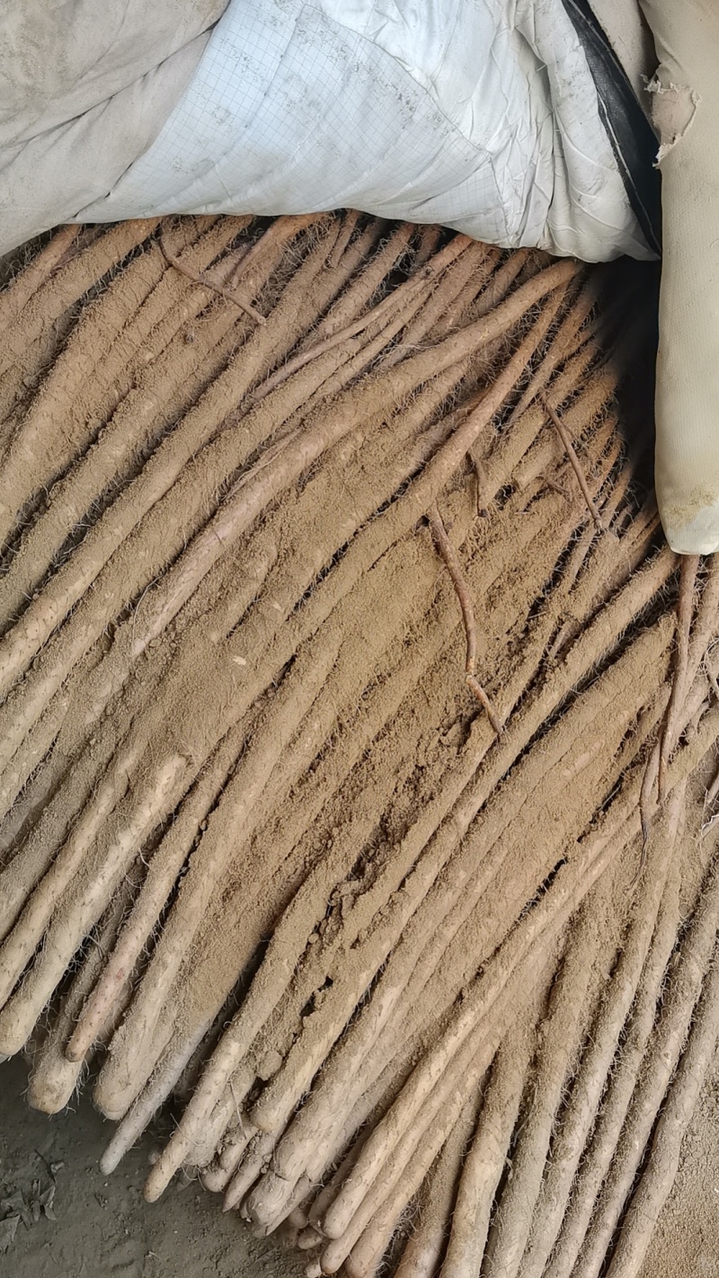 榆林紫药