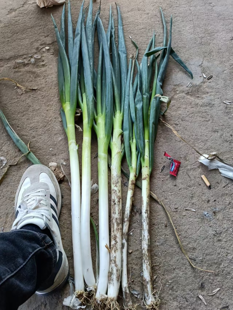 河南南阳钢葱大量上市，一手货源基地直发，视频看货电话联系