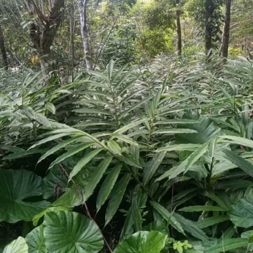 优质砂仁苗，助您轻松种植，香气四溢，增收致富的好选择！