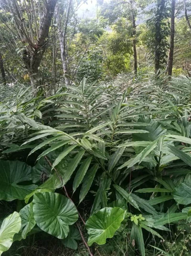 优质砂仁苗，助您轻松种植，香气四溢，增收致富的好选择！