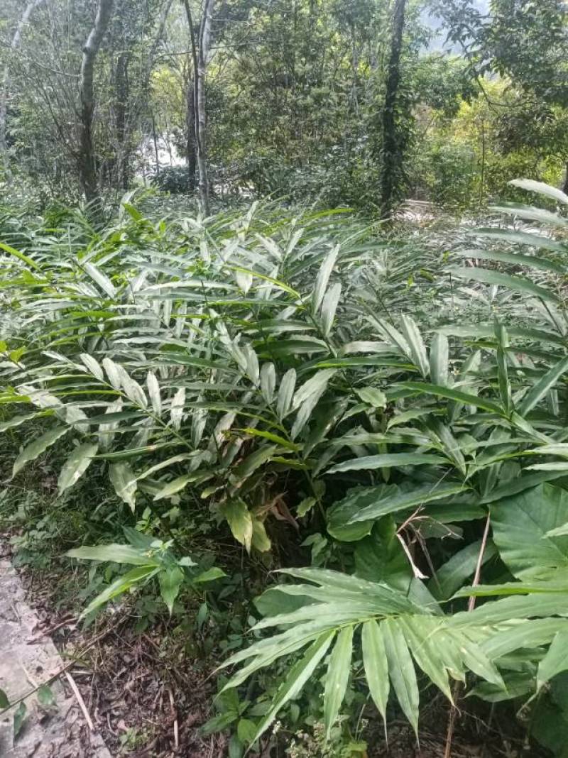 优质砂仁苗，助您轻松种植，香气四溢，增收致富的好选择！
