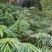 优质砂仁苗，助您轻松种植，香气四溢，增收致富的好选择！