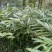 优质砂仁苗，助您轻松种植，香气四溢，增收致富的好选择！